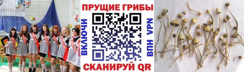 ссылка на мегу рабочий сайт  Ряжск  Псилоцибиновые грибы прущие грибы 